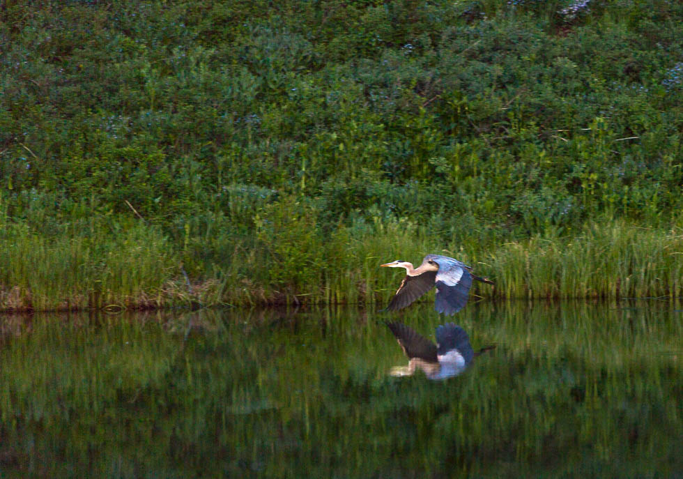 bird flying