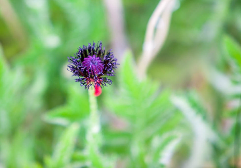 Desert Flower