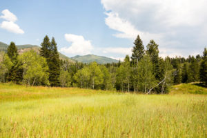 Mountain Meadow