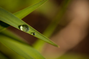 Water Droplet