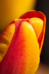 Tulip