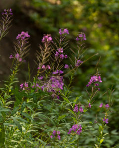 Small Flowers