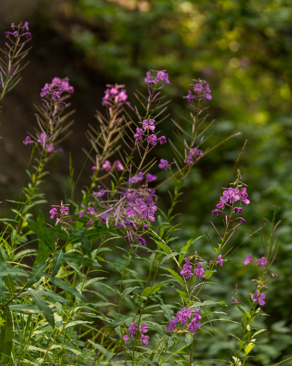 Small Flowers