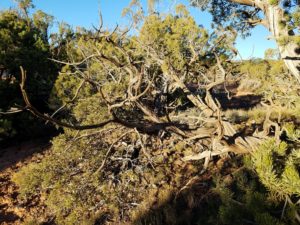 Gnarly Tree