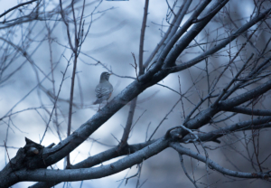 Bird in the Branches