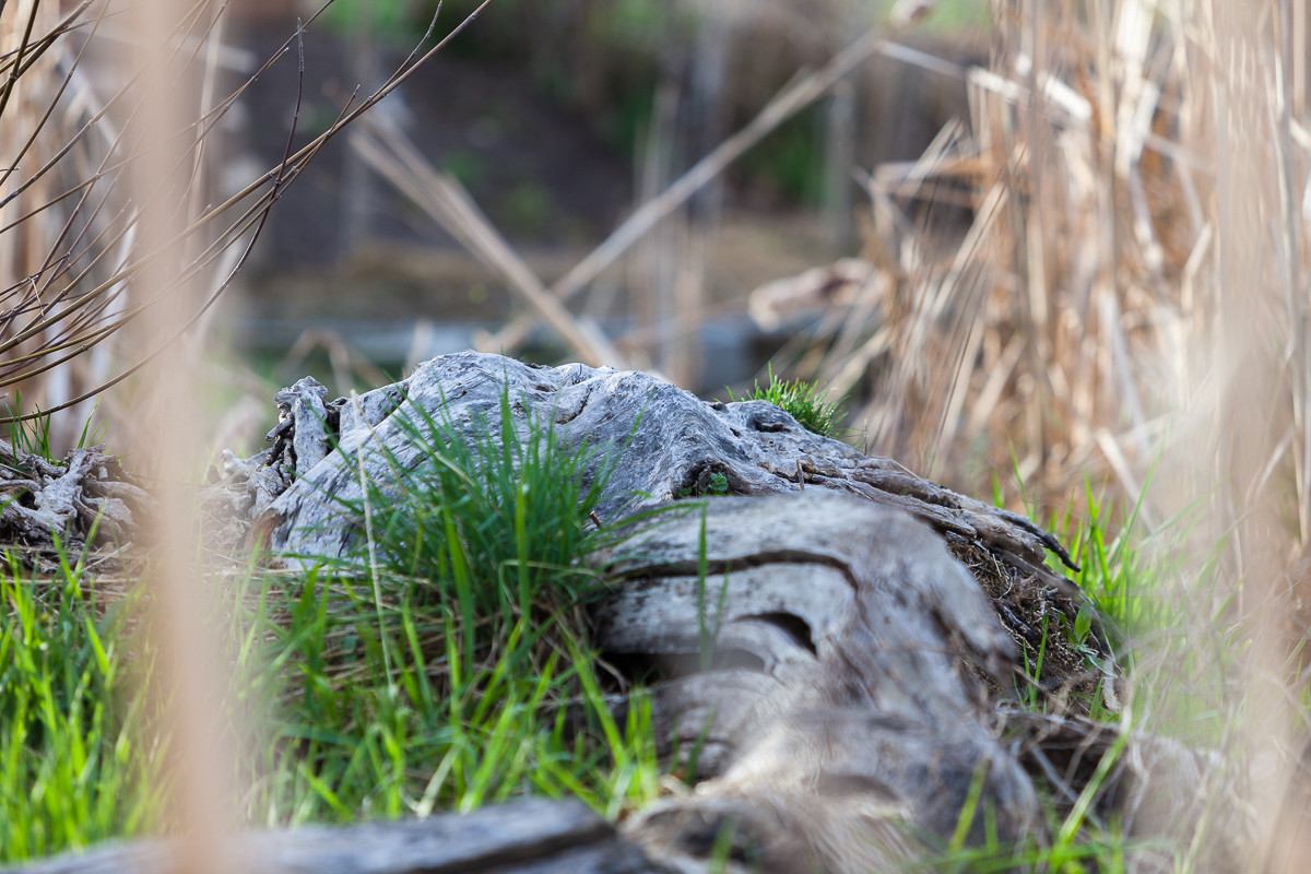 Decaying Log