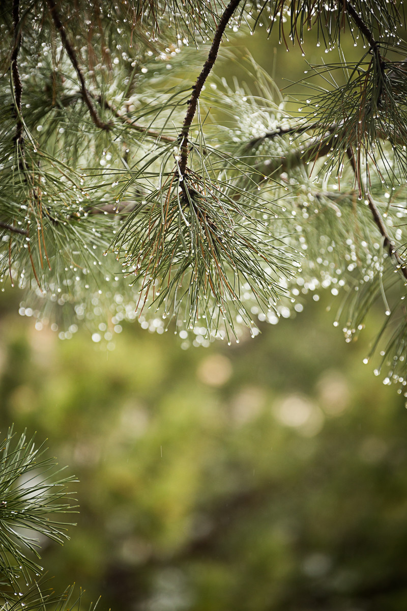 Pine Needles