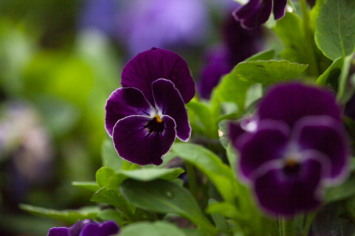 Purple Flower