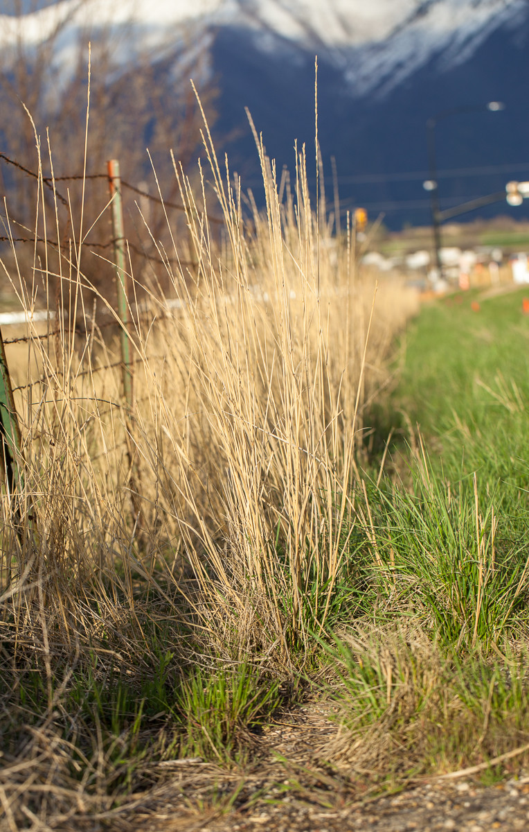 Tall Grass