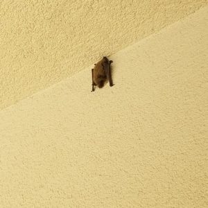 Bat