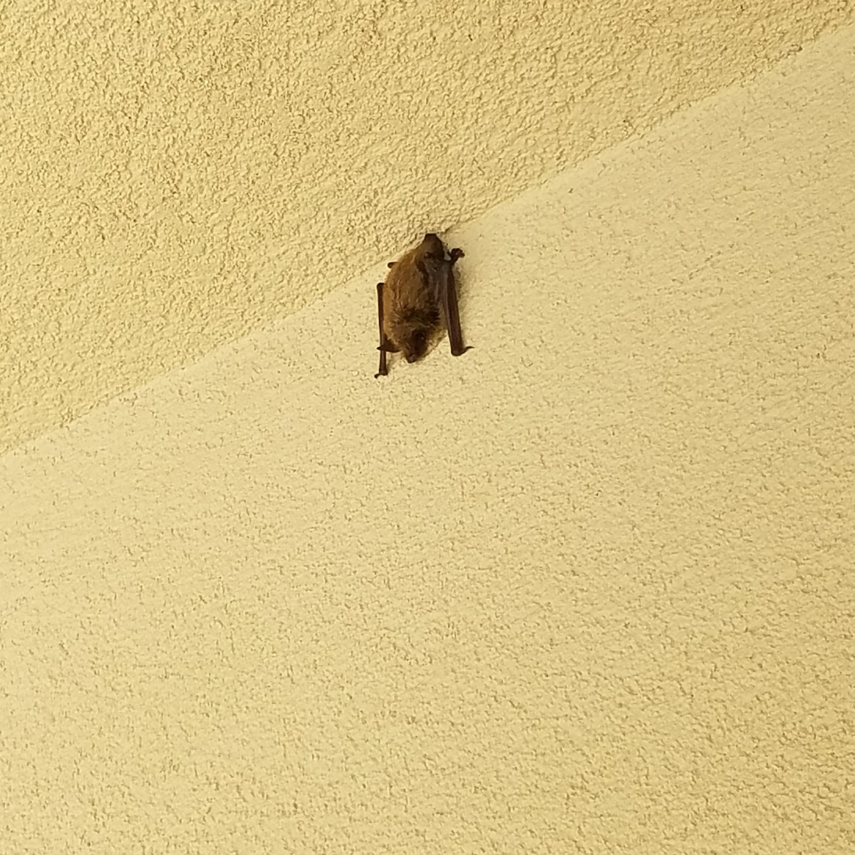 Bat