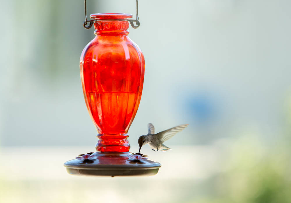 Humming Bird