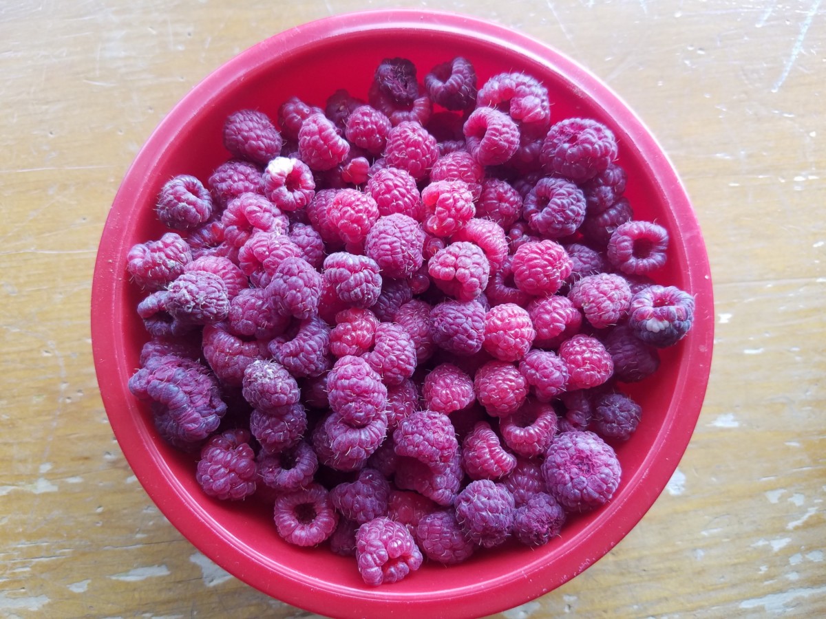 bowl of raspberries, harvest time
