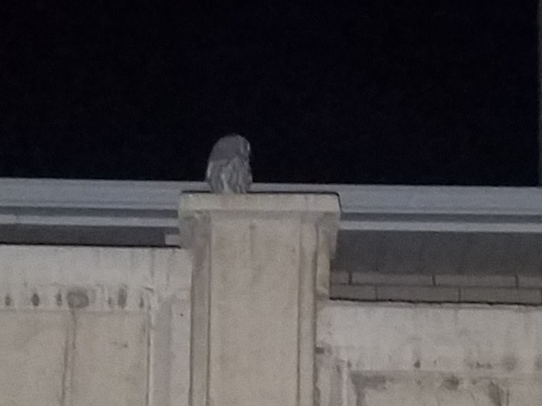 Owl sitting on the fence