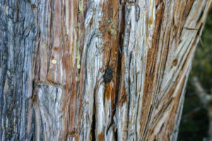 Tree Trunk