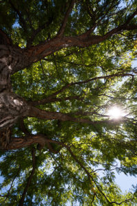 Sun Showing through a Tree