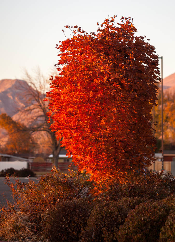 Bright Red Bush