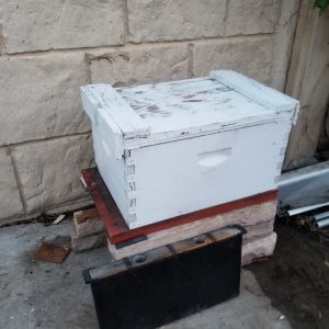 Getting ready for the bees